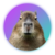 Capybara